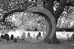 Old oak and headstones