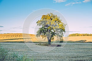 Old oak at Latvian meadow. Travel photo.