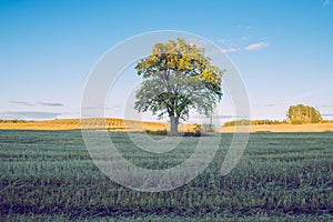 Old oak at Latvian meadow. Travel photo.