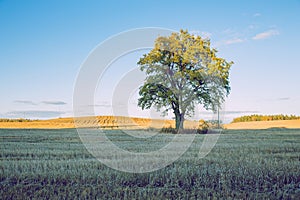 Old oak at Latvian meadow. Travel photo.