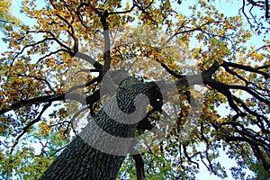 Old oak with a powerful trunk at an autumn day. Low shooting point