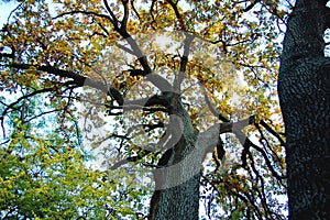 Old oak with a powerful trunk at an autumn day. Low shooting point