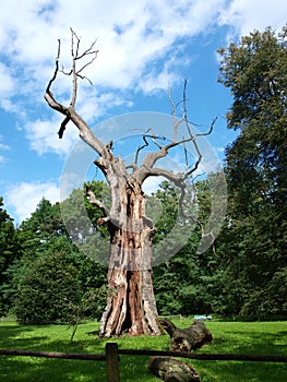 Old oak in Rogalin, Poland