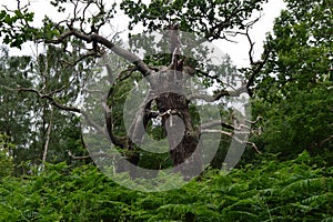 Old oak. Sherwood forest