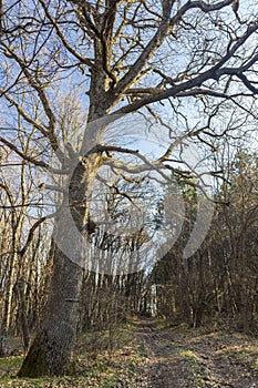 Old oak on the Shumen Plateau