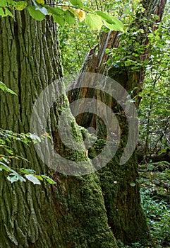 Old oak stump moss wrapped in foreground