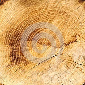 Old oak texture, cut wood background