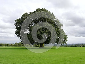Old Oak Tree