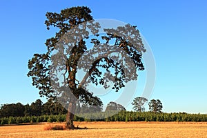 Old Oak Tree