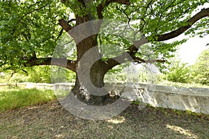 An old oak tree and a 200 year old white wall on a farm in the Western Cape, South Africa