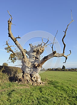 Old Oak Tree