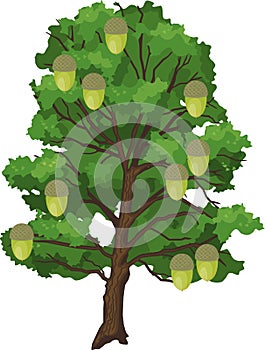 Old oak tree with acorns and green crown isolated on white