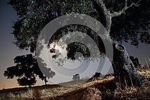 Old oak tree against the moon in the night sky in Andalusia