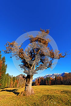 Old Oak Tree in Autumn