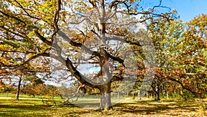 Old Oak Tree On A Beautiful Day In Autumn
