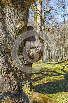 Old oak tree with a big burl