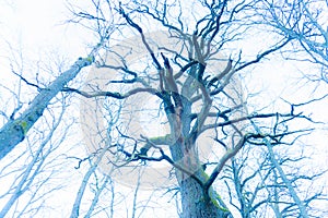 Old oak tree blue branches against sky background