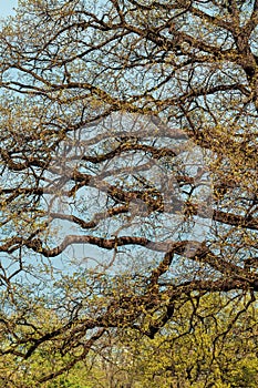 Old oak tree branches in park in spring
