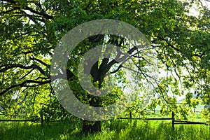 The old oak tree in bright summer day