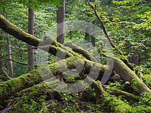 Old oak tree broken lying in summertime forest