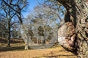 Old Oak tree with a burl in a park at spring