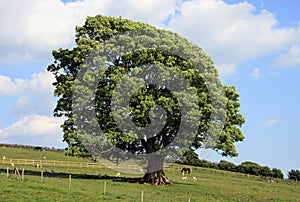 Old Oak Tree in a Field