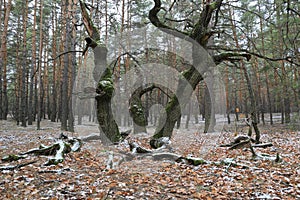 Old oak tree in forest