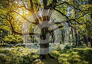 Old oak tree in the forest