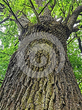 old oak tree in the forest
