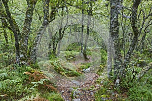 Old oak tree in the forest. Muniellos Biosphere reserve. Asturias