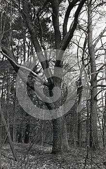 Old oak tree in a forest reserve