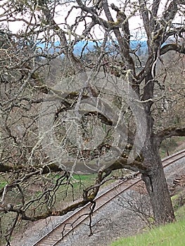 Old oak tree gaddis park near rockcut photo