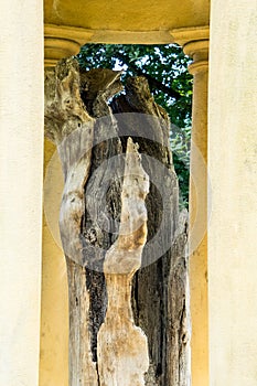 The old oak tree of Gernika - Guernica, Spain
