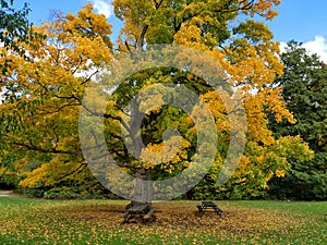 Old oak tree with green yellow leaves 1