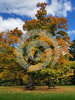 Old oak tree with green yellow leaves 4