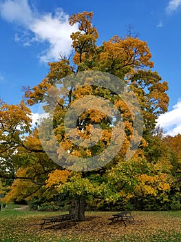 Old oak tree with green yellow leaves 6