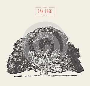 Old oak tree hand drawn engraved style, vector