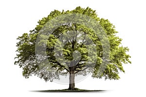 Old oak tree isolated on white background with clipping path and shadow.