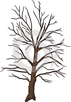 Old oak tree without leaves isolated on white