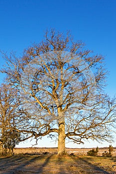 Old oak tree on the meadow