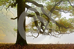 An old oak tree on a misty day in autumn