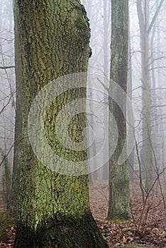 Old oak tree in misty forest