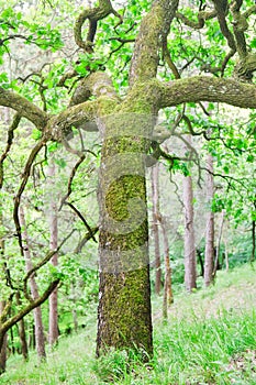 Old oak tree near Smolenice castle