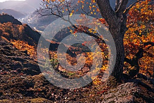 Old oak tree over Kapitulske bralce