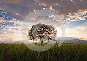 Old oak tree over spring sunset sky