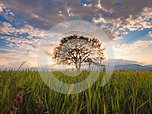 Old oak tree over spring sunset sky