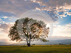 Old oak tree over spring sunset sky