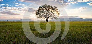 old oak tree over spring sunset sky