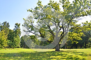 Old oak tree in the park