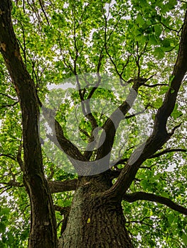 Old Oak treeQuercus robur in spring - Low angle view